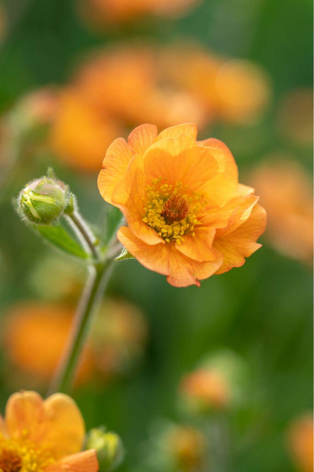 Nellikerod 'Totally Tangerine'